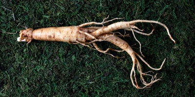 A Ginseng root on grass.